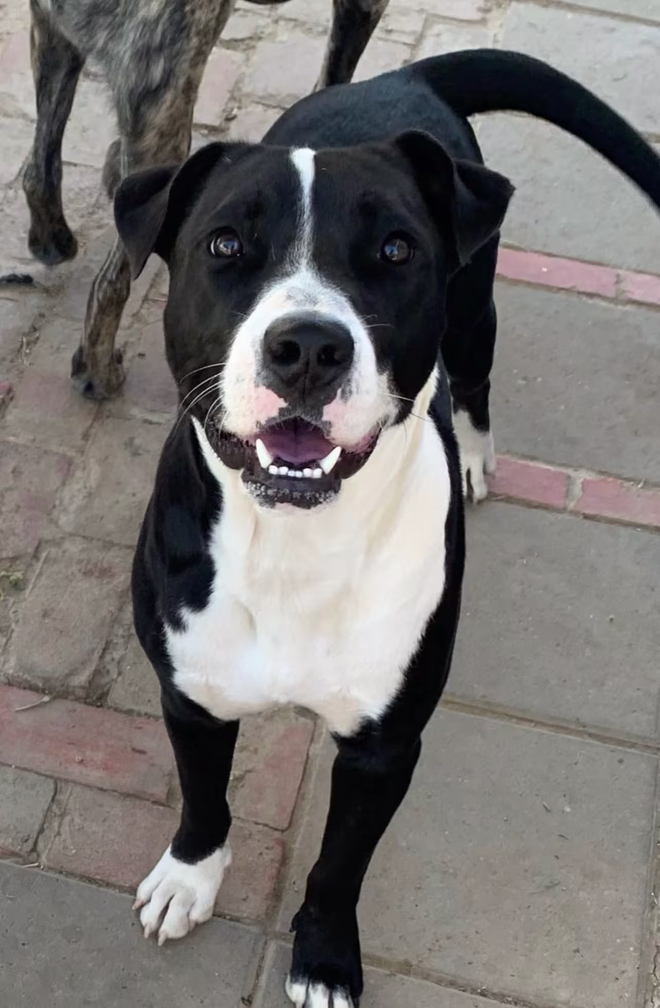 Conway the Wonder Dog