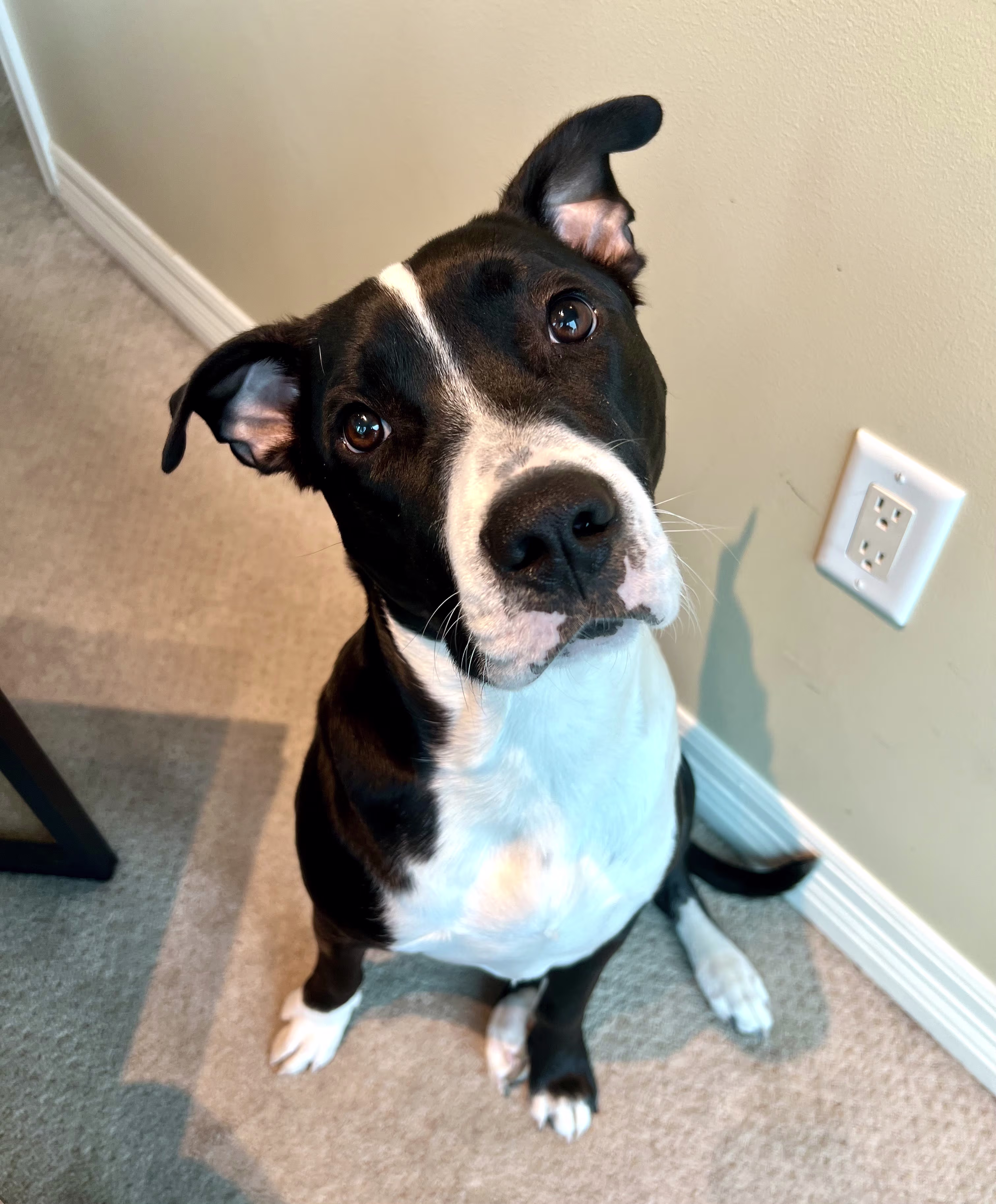 Conway the Wonder Dog