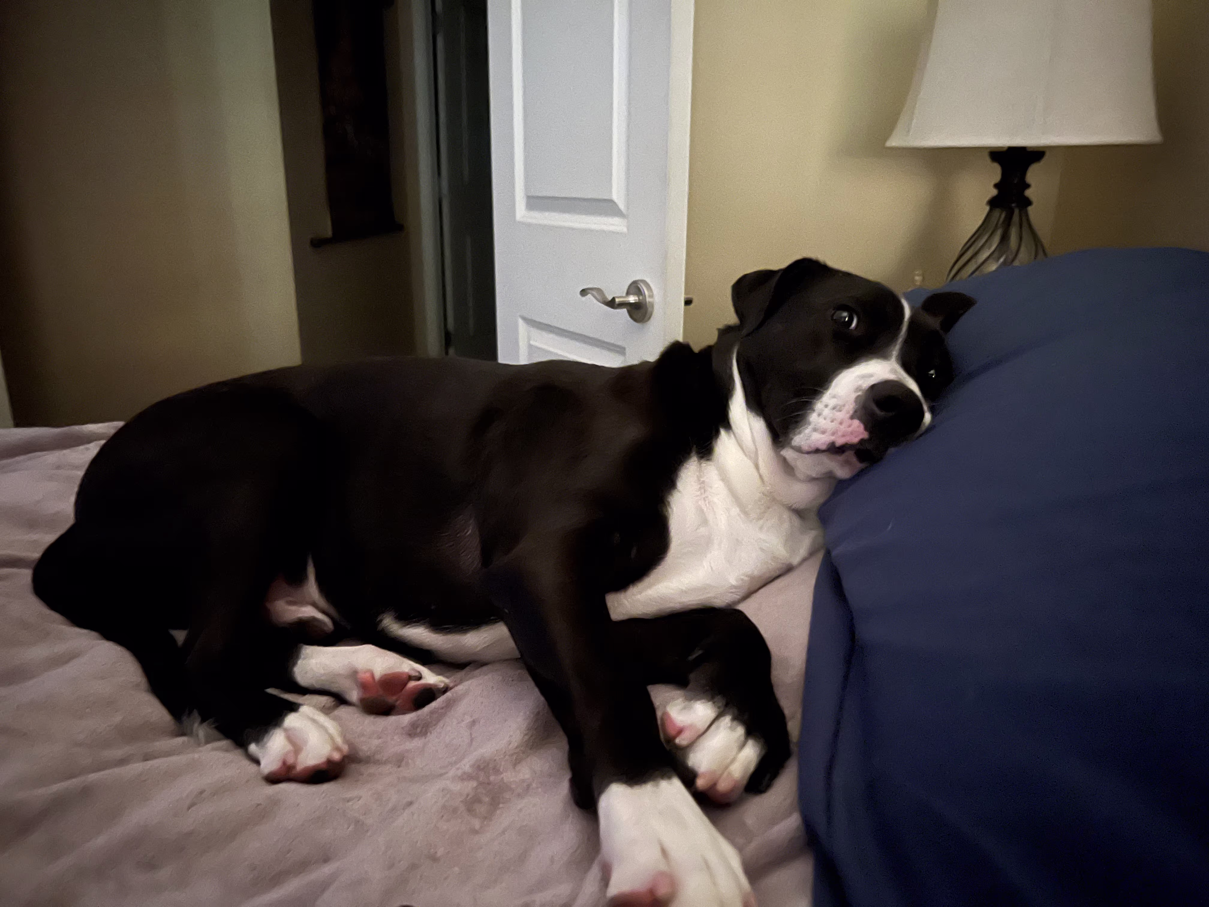 Conway the Wonder Dog