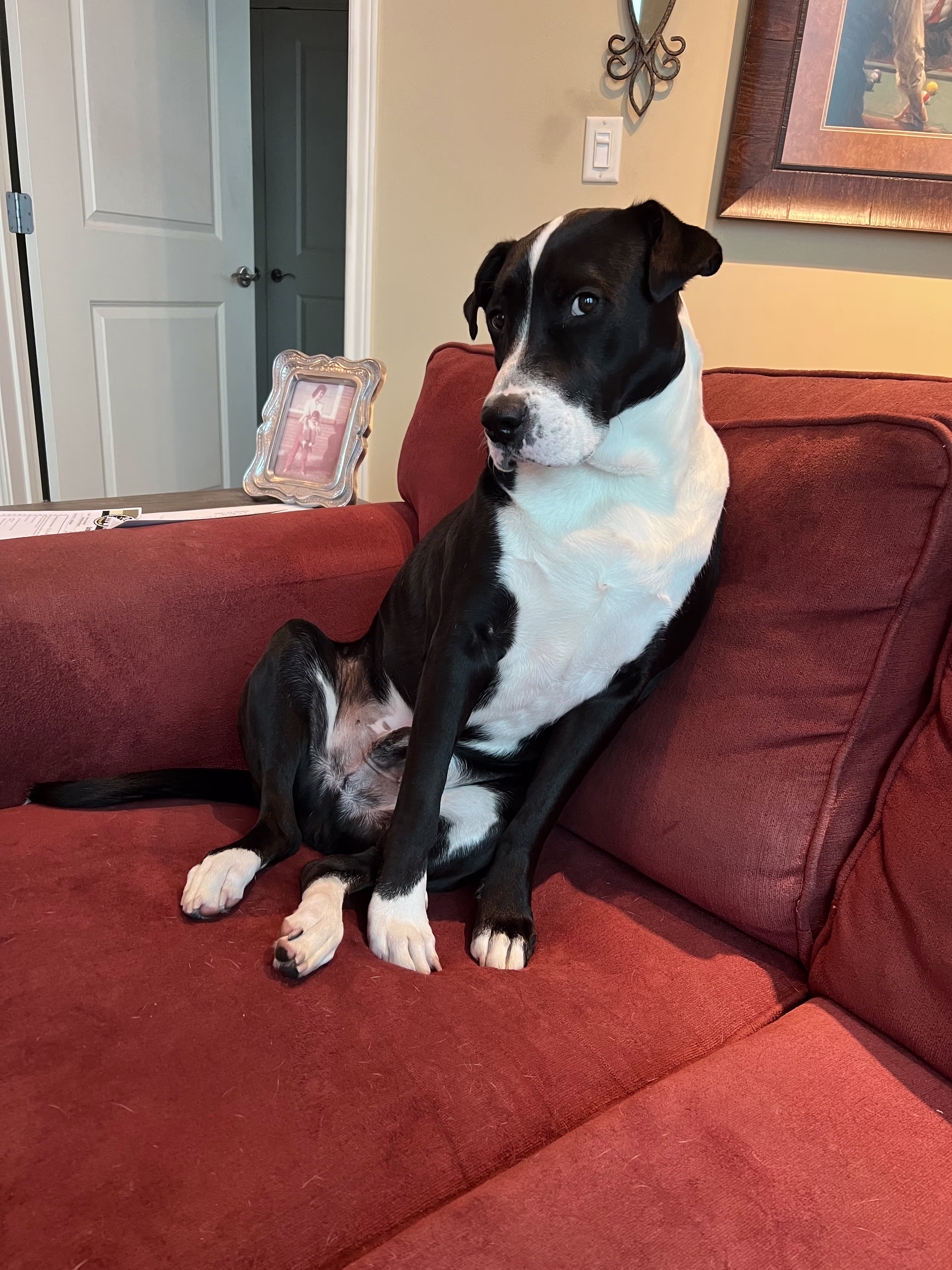 Conway the Wonder Dog