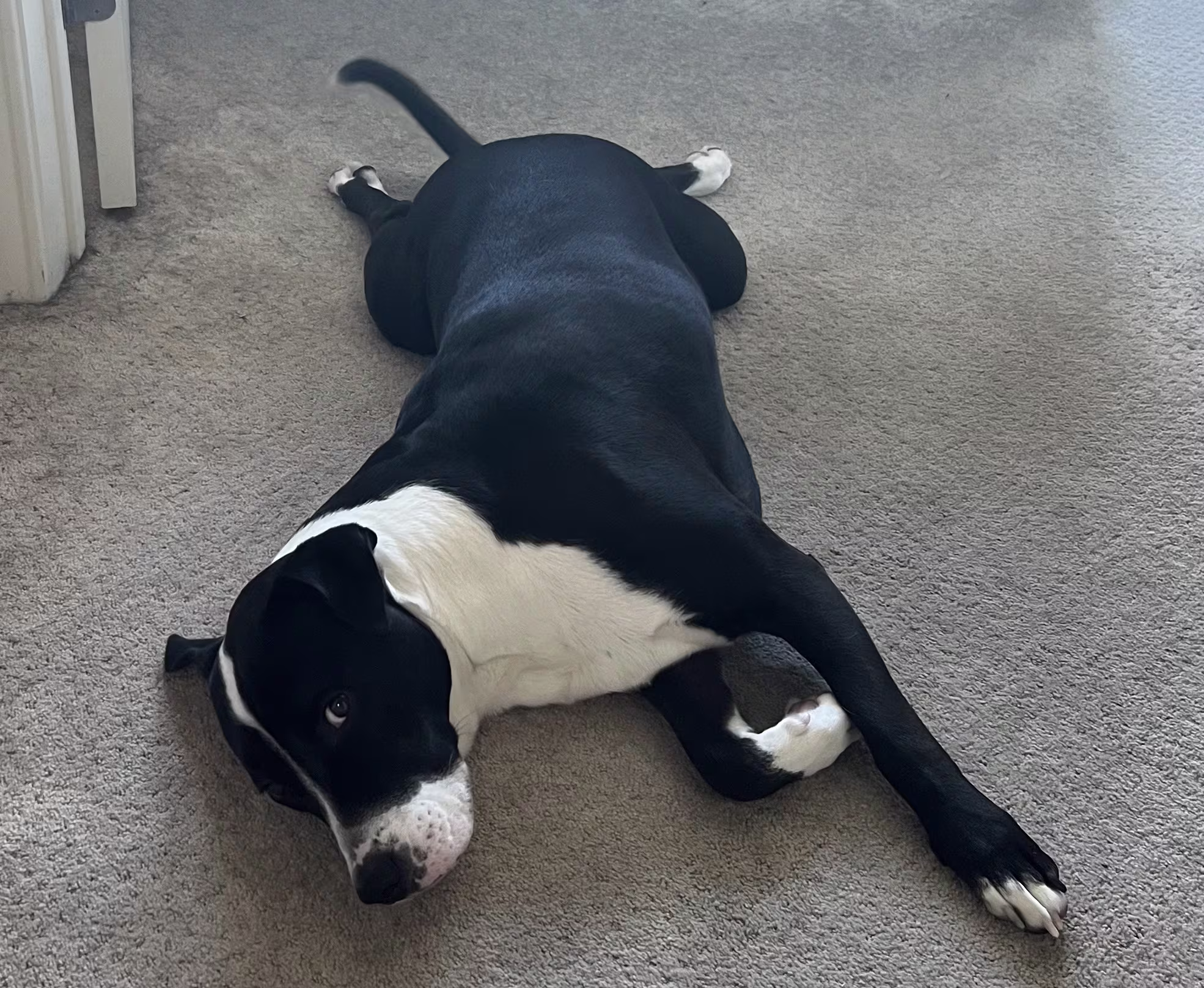 Conway the Wonder Dog